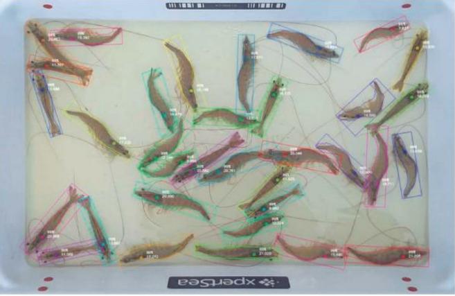 Visión computarizada aplicada al monitoreo de camarones